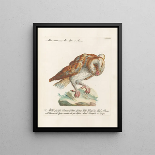 Saverio Manetti - Ornithologia methodice digesta Pl091.webp