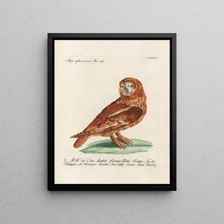 Saverio Manetti - Ornithologia methodice digesta Pl096.webp