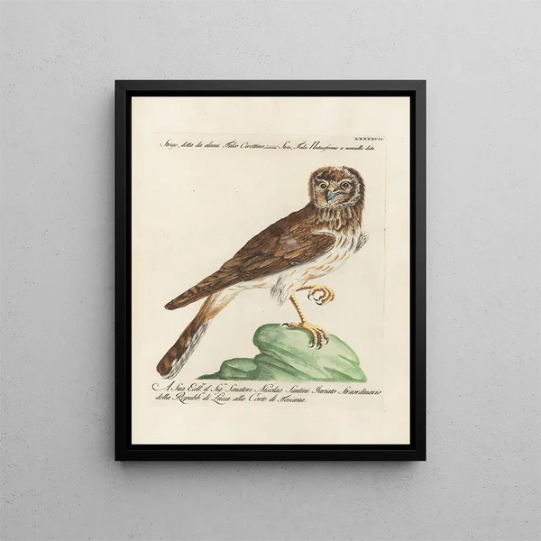Ornithology methodically digested Pl097 - Saverio Manetti — framed artwork on a wall