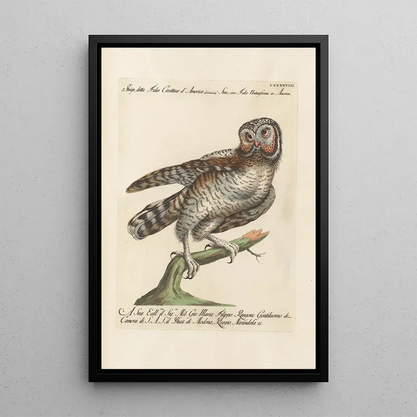 Saverio Manetti - Ornithologia methodice digesta Pl098.webp