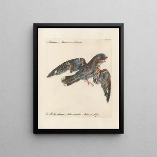 Saverio Manetti - Ornithologia methodice digesta Pl099.webp