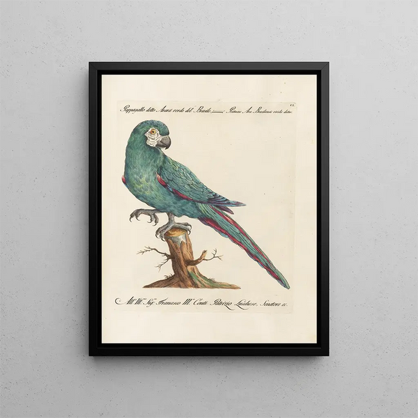 L'ornithologie méthodiquement digérée Pl101 - Saverio Manetti — framed artwork on a wall