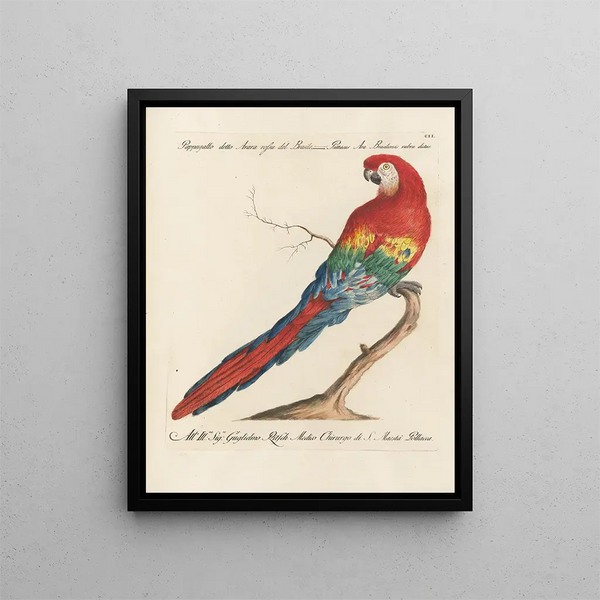 Saverio Manetti - Ornithologia methodice digesta Pl102.webp