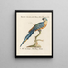 L'ornithologie metodicamente digerida Pl103 - Saverio Manetti — cuadro enmarcado en la pared