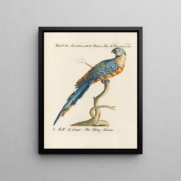 L'ornithologie méthodiquement digérée Pl103 - Saverio Manetti — framed artwork on a wall