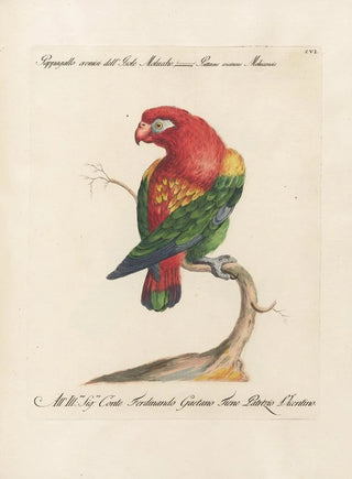 Saverio Manetti - Ornithologia methodice digesta Pl106.webp
