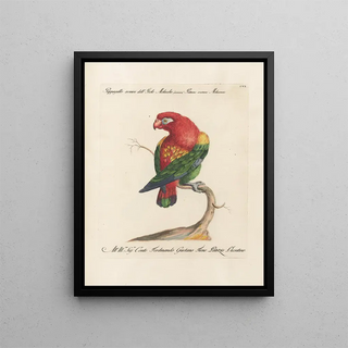 Saverio Manetti - Ornithologia methodice digesta Pl106.webp