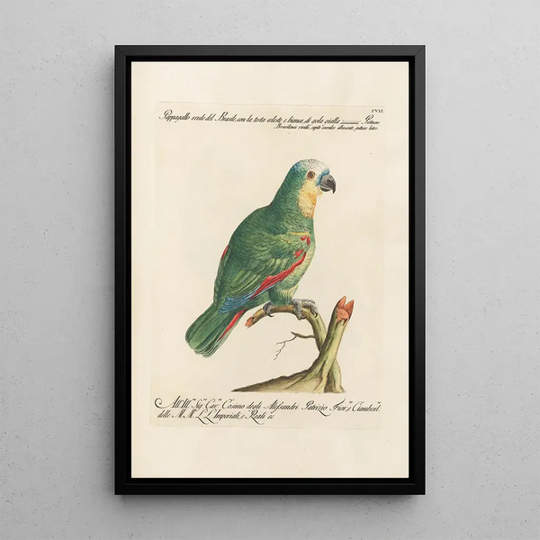 Saverio Manetti - Ornithologia methodice digesta Pl107.webp