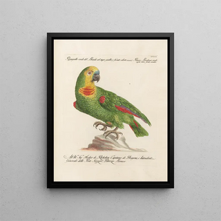 Saverio Manetti - Ornithologia methodice digesta Pl108.webp