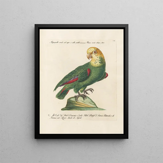 Saverio Manetti - Ornithologia methodice digesta Pl110.webp