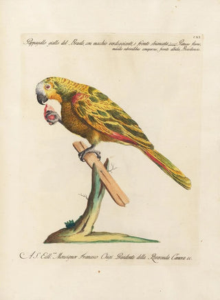 Saverio Manetti - Ornithologia methodice digesta Pl111.webp