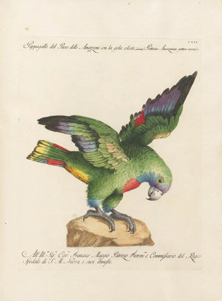 Saverio Manetti - Ornithologia methodice digesta Pl114.webp