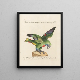 Saverio Manetti - Ornithologia methodice digesta Pl114.webp