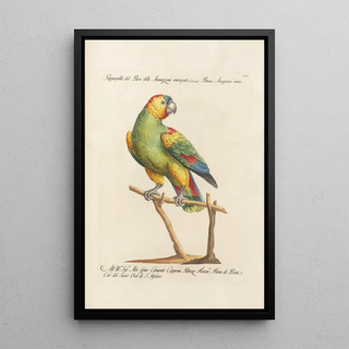 Saverio Manetti - Ornithologia methodice digesta Pl115.webp