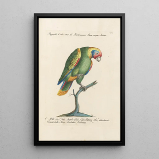 Saverio Manetti - Ornithologia methodice digesta Pl116.webp