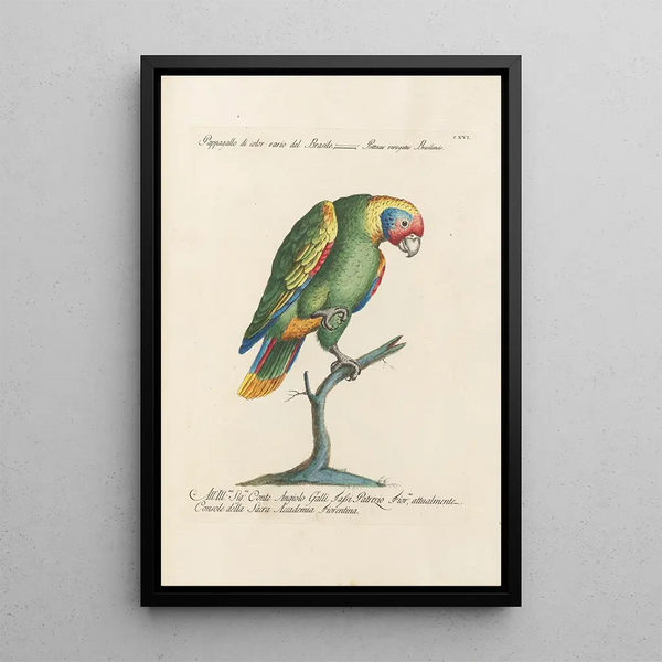 Saverio Manetti - Ornithologia methodice digesta Pl116.webp
