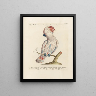 Saverio Manetti - Ornithologia methodice digesta Pl118.webp