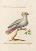 Ornithology Painting methodically arranged Pl119 - Saverio Manetti — artwork view