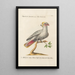 Ornithology Painting methodically arranged Pl119 - Saverio Manetti — framed artwork on a wall