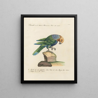 Saverio Manetti - Ornithologia methodice digesta Pl120.webp