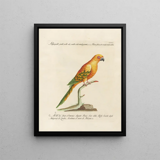 Saverio Manetti - Ornithologia methodice digesta Pl122.webp