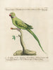 L'ornithologie metodicamente digerida Pl123 - Saverio Manetti — vista de la obra