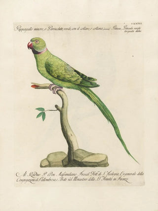 Saverio Manetti - Ornithologia methodice digesta Pl123.webp