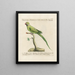 L'ornithologie metodicamente digerida Pl123 - Saverio Manetti — cuadro enmarcado en la pared
