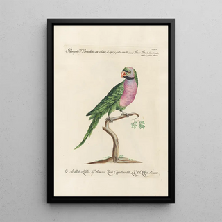 Saverio Manetti - Ornithologia methodice digesta Pl124.webp