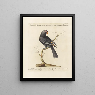 Saverio Manetti - Ornithologia methodice digesta Pl125.webp