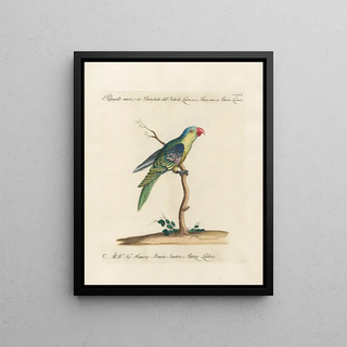 Saverio Manetti - Ornithologia methodice digesta Pl127.webp