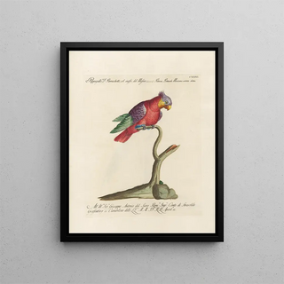 Saverio Manetti - Ornithologia methodice digesta Pl128.webp