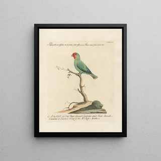 Saverio Manetti - Ornithologia methodice digesta Pl130.webp