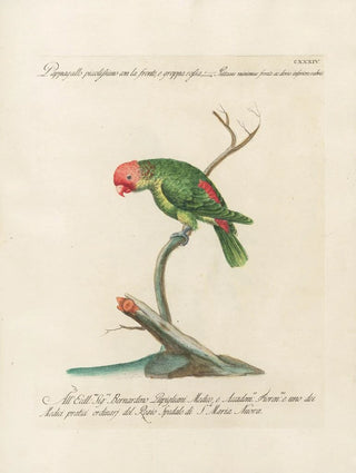 Saverio Manetti - Ornithologia methodice digesta Pl131.webp