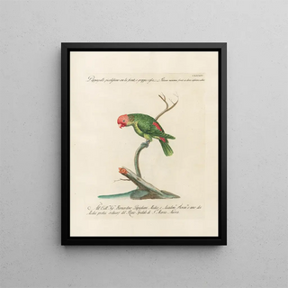 Saverio Manetti - Ornithologia methodice digesta Pl131.webp