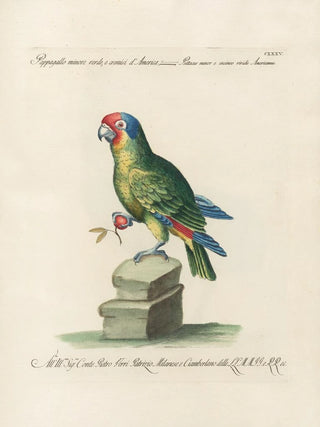 Saverio Manetti - Ornithologia methodice digesta Pl132.webp