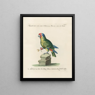 Saverio Manetti - Ornithologia methodice digesta Pl132.webp