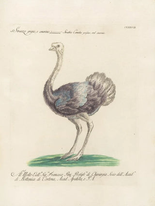 Saverio Manetti - Ornithologia methodice digesta Pl135.webp