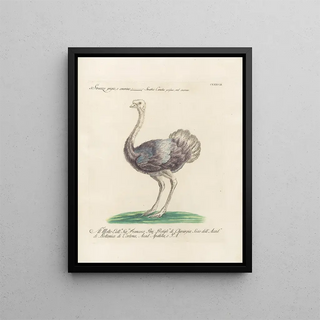 Saverio Manetti - Ornithologia methodice digesta Pl135.webp