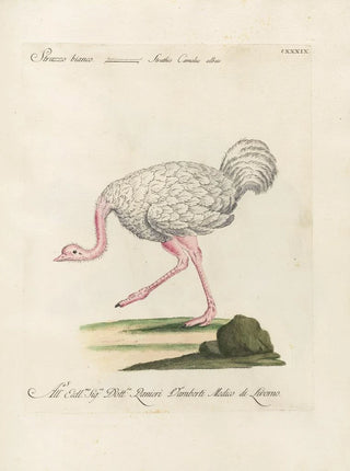 Saverio Manetti - Ornithologia methodice digesta Pl136.webp