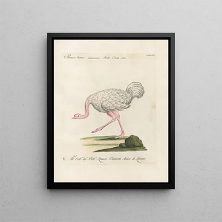 Saverio Manetti - Ornithologia methodice digesta Pl136.webp
