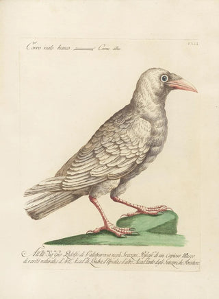 Saverio Manetti - Ornithologia methodice digesta Pl138.webp