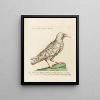 Saverio Manetti - Ornithologia methodice digesta Pl138.webp