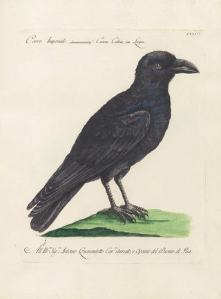 Saverio Manetti - Ornithologia methodice digesta Pl140.webp