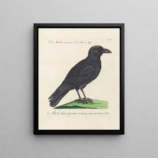 Saverio Manetti - Ornithologia methodice digesta Pl140.webp