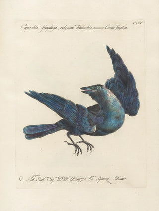 Saverio Manetti - Ornithologia methodice digesta Pl142.webp