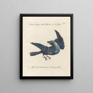 Saverio Manetti - Ornithologia methodice digesta Pl142.webp