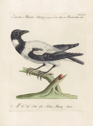 Saverio Manetti - Ornithologia methodice digesta Pl144.webp