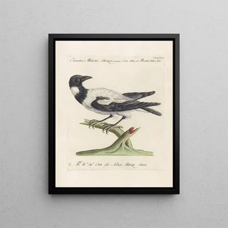 Saverio Manetti - Ornithologia methodice digesta Pl144.webp