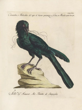 Saverio Manetti - Ornithologia methodice digesta Pl145.webp